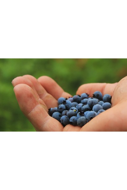 Vaccinium Elizabeth плоди